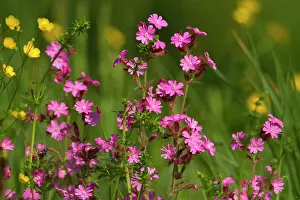Silene: Red Champion - in full bloom on a meadow in early spring