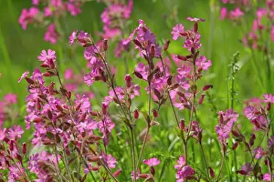 Silene: Red Champion - in full bloom on a meadow in early spring