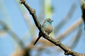 Bleu: Red-cheeked Cordon-bleu