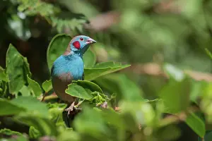 Bleu: Red-cheeked Cordon-bleu
