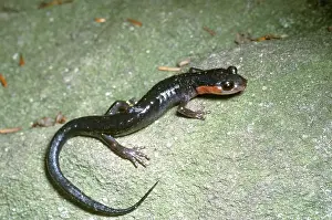 Appalachian: Red-cheeked Salamander