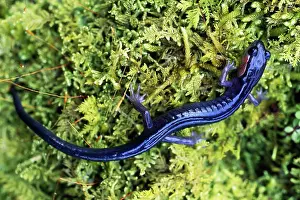 Plethodon: Red-Cheeked Salamander