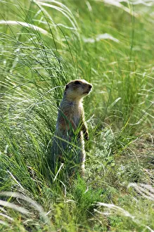 Souslik: Red-cheeked Souslik - adult near a burrow in steppe