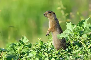 Souslik: Red-cheeked Souslik - adult - observes surroundings