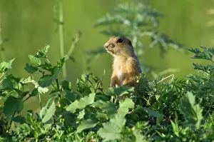 Souslik: Red-cheeked Souslik - adult - observes surroundings