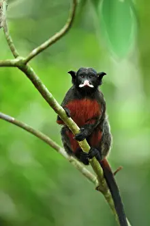 Lipped: Red-chested Mustached Tamarin / Red-bellied Tamarin