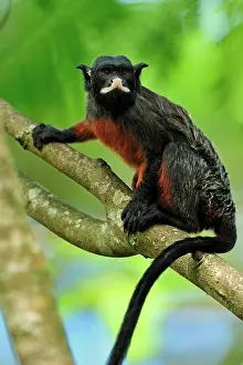 Lipped: Red-chested Mustached Tamarin / Red-bellied Tamarin