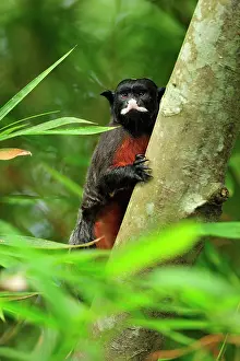Lipped: Red-chested Mustached Tamarin / Red-bellied Tamarin