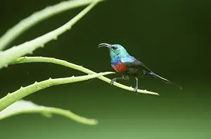 Aloe: Red-chested Sunbird on Aloe leaf