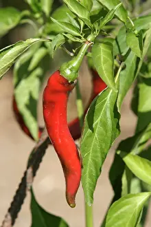Peppers: Red Chilli Pepper / Pimento