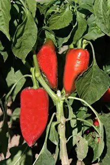 Peppers: Red Chilli Pepper / Pimento