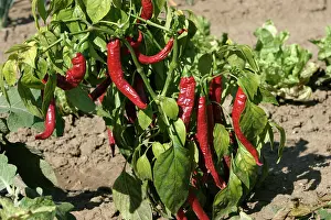 Peppers: Red Chilli Pepper / Pimento - plant with fruit