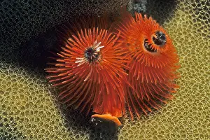 Worm: Red christmas tree worm (Spirobranchus giganteus)