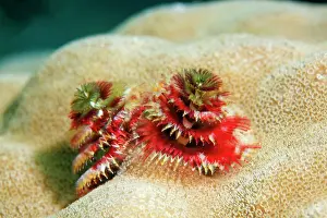 Giganteus: Red Christmas Tree Worms (Spirobranchus giganteus)