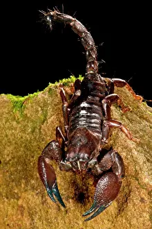 Northcott: Red Claw Emperor Scorpion, Pandinus cavimanus