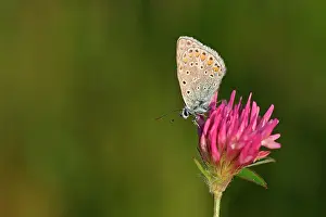 Icarus: Red Clover