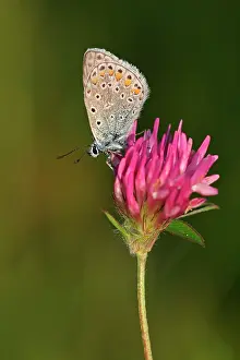 Icarus: Red Clover