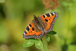 Pratense: Red Clover