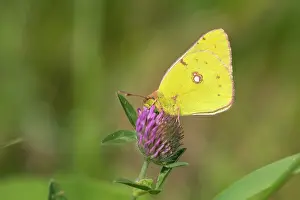 Colias: Red Clover