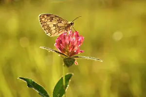Contre: Red Clover