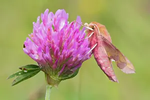Porcellus: Red Clover