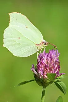 Clover: Red Clover