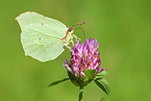 Clover: Red Clover