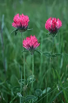 Clover: RED CLOVER
