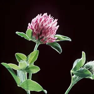 Clover: RED CLOVER