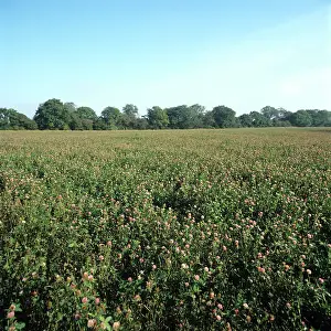 Clover: Red Clover (Trifolium pratense)