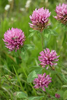 Clovers: Red clover - wild plant and fodder plant