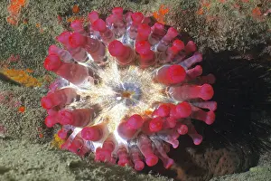 Gran: Red club-tipped anemone (Telmatactis cricoides)