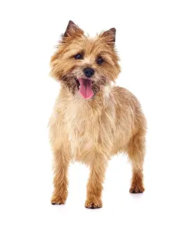 Cairn: Red coated Cairn Terrier
