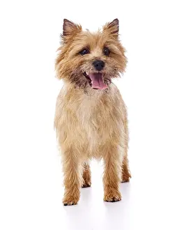 Cairn: Red coated Cairn Terrier