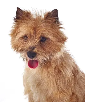 Cairn: Red coated Cairn Terrier, head and shoulders