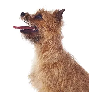 Cairn: Red coated Cairn Terrier, head and shoulders, side