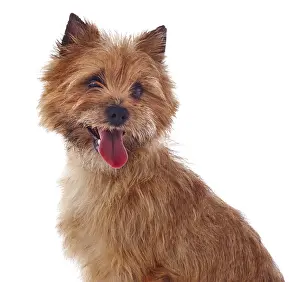 Cairn: Red coated Cairn Terrier, head and shoulders