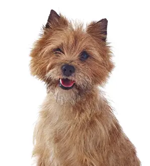 Cairn: Red coated Cairn Terrier, head and shoulders