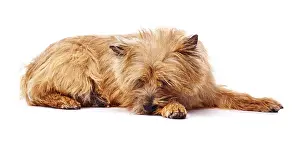 Cairn: Red coated Cairn Terrier lying down