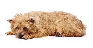 Cairn: Red coated Cairn Terrier lying down