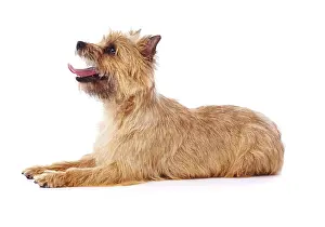 Cairn: Red coated Cairn Terrier lying down