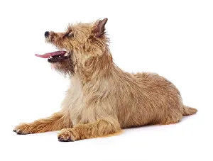 Cairn: Red coated Cairn Terrier lying down