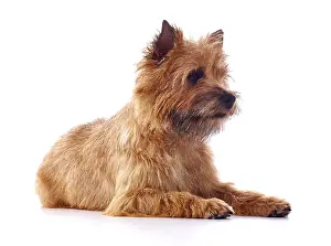 Cairn: Red coated Cairn Terrier lying down