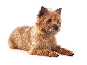 Cairn: Red coated Cairn Terrier lying down