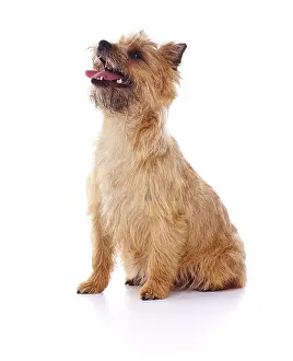 Cairn: Red coated Cairn Terrier sitting and looking up