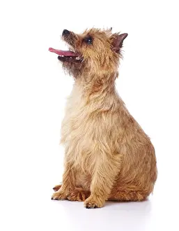 Cairn: Red coated Cairn Terrier sitting and looking up