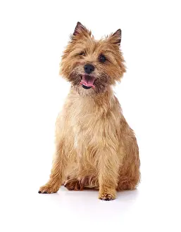 Cairn: Red coated Cairn Terrier sitting and looking forwards