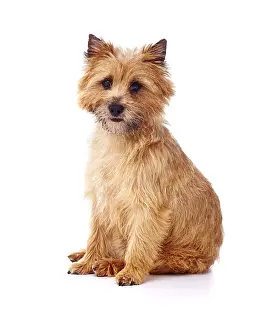 Cairn: Red coated Cairn Terrier sitting and looking forwards