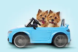 161118: Red coated Cairn Terriers in blue car