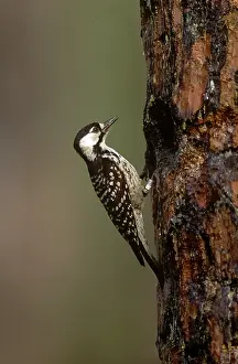 Picoides: Red-cockaded Woodpecker